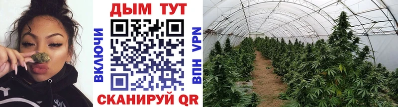 Купить  Агрыз  Каннабис планчик 